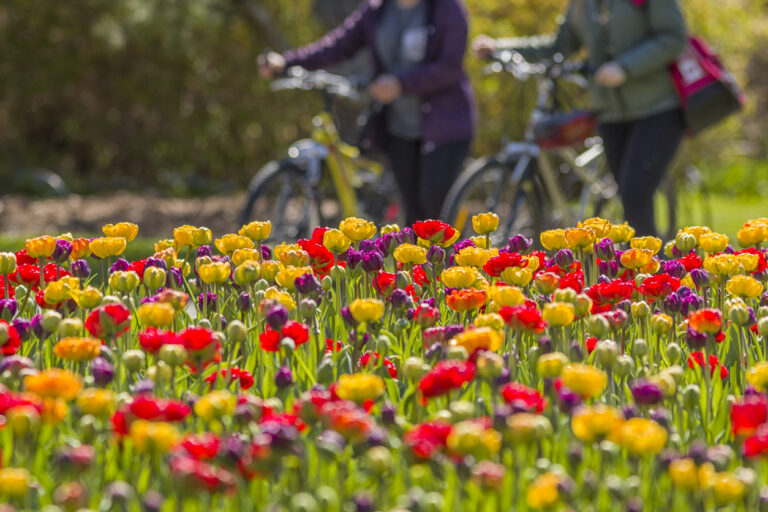 Tulip Festival