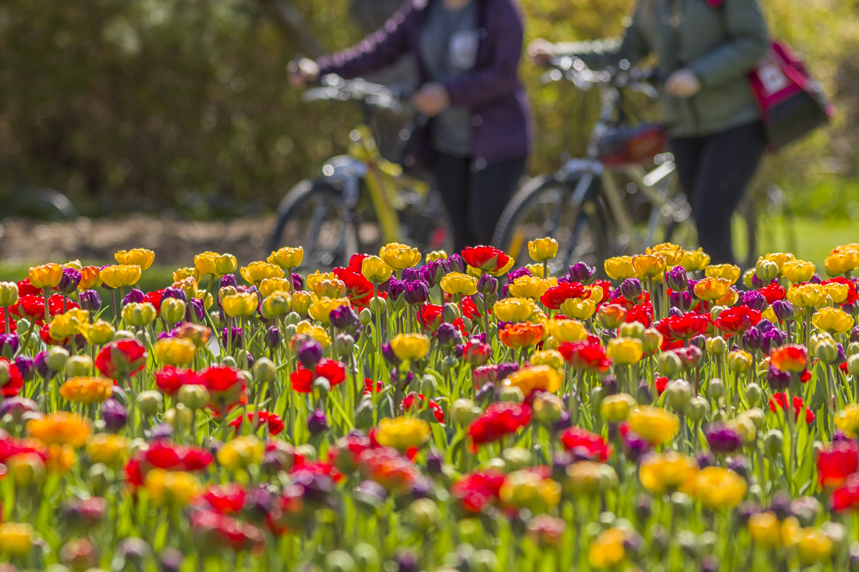 Tulip Festival