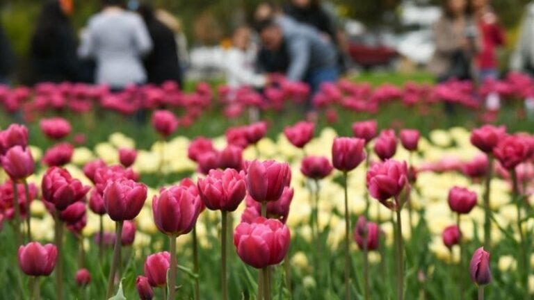 tulip festival
