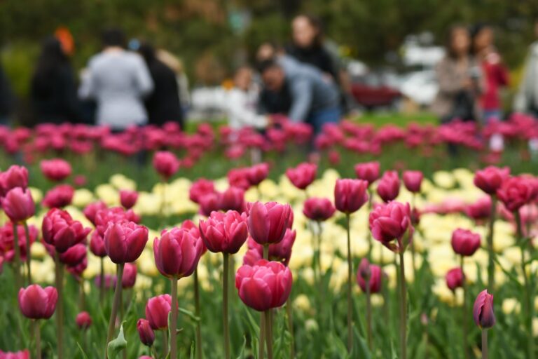 Tulip festival