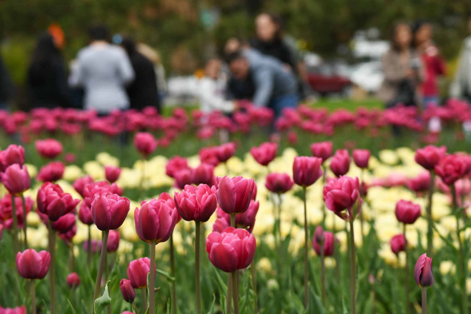 Tulip festival
