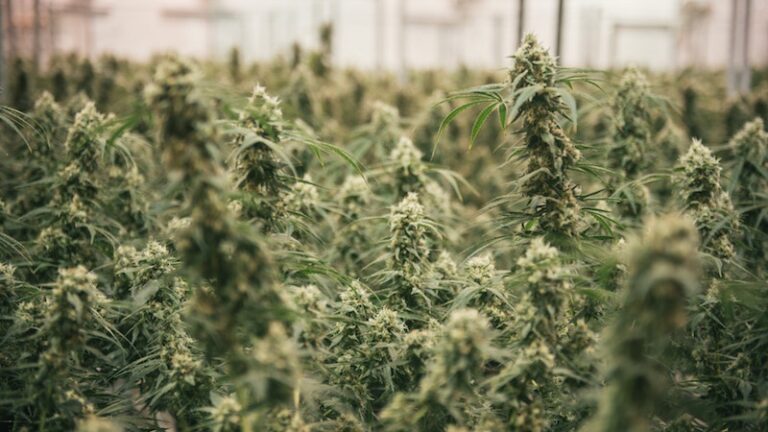 Canopy Growth cannabis