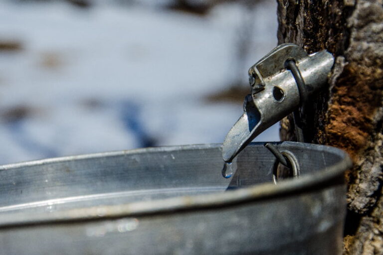 Maple Syrup