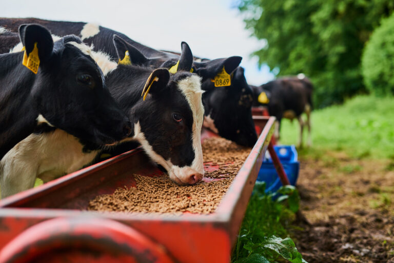 cows