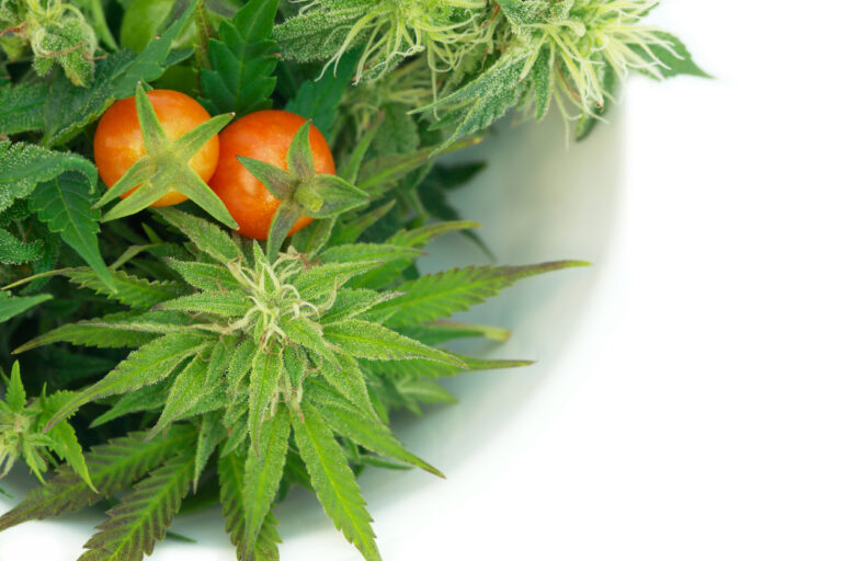 Marijuana and tomatoe