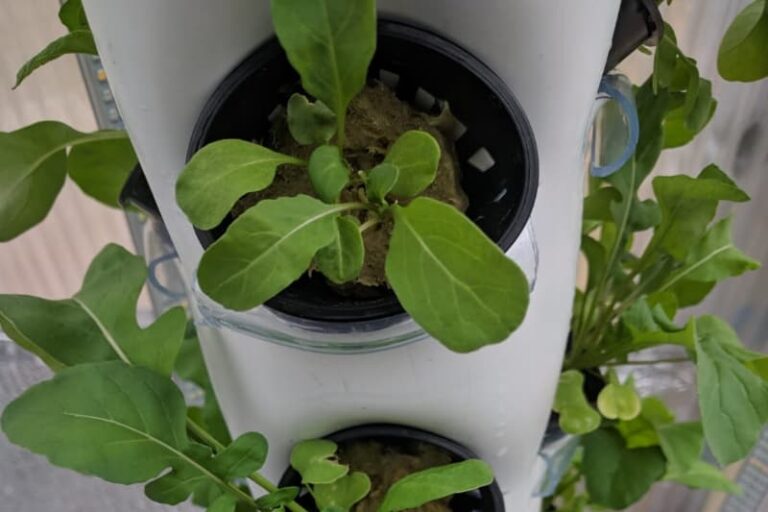 Hydroponics