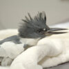 A grey and white bird with a pointy, long beak is wrapped in a towel. His wing is bandaged.