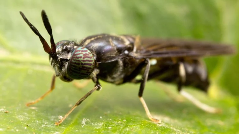 black soldier fly