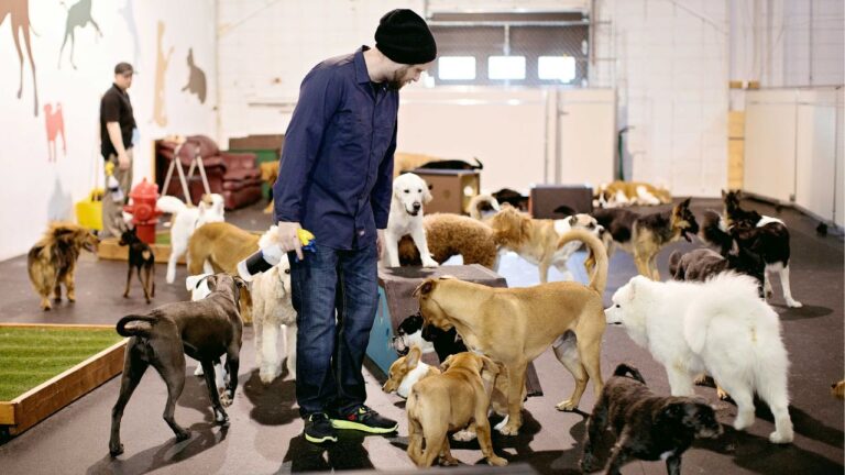 It’s ‘ruff’: One doggie daycare owner explains how his COVID-battered business unravelled