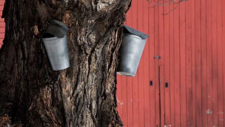 Ontario maple syrup producers hit by climate change, some urge carbon reductions