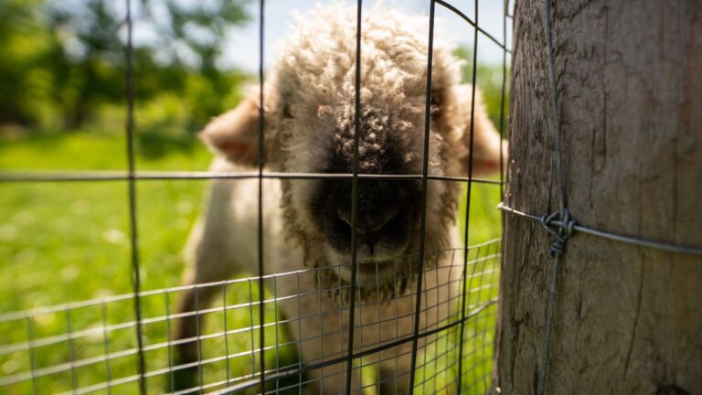 close up of a lamb