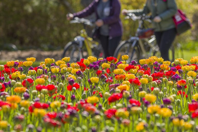 Canadian Tulip Festival
