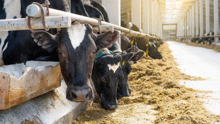 Avivagen cattle feeding stock image