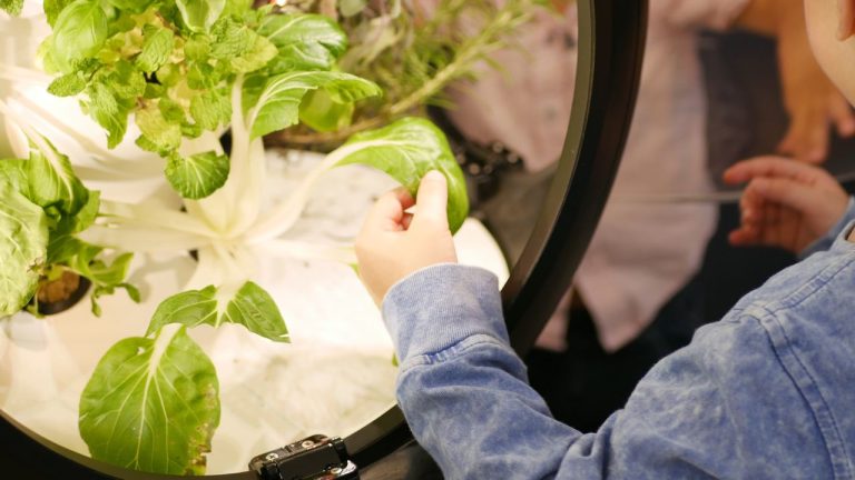 Local restaurant serves up authentic Vietnamese food with a side of ‘fogponic’ technology