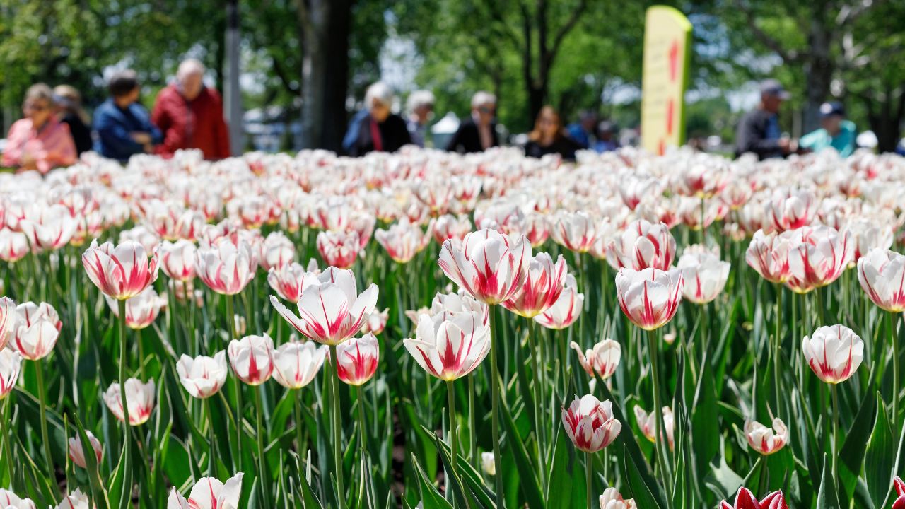 Tulip Festival Kimothy Walker