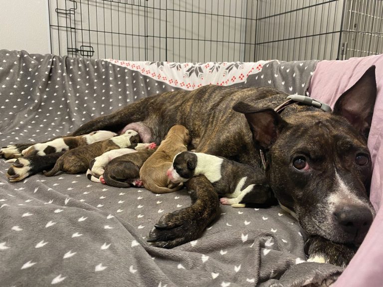 Ottawa Humane Society