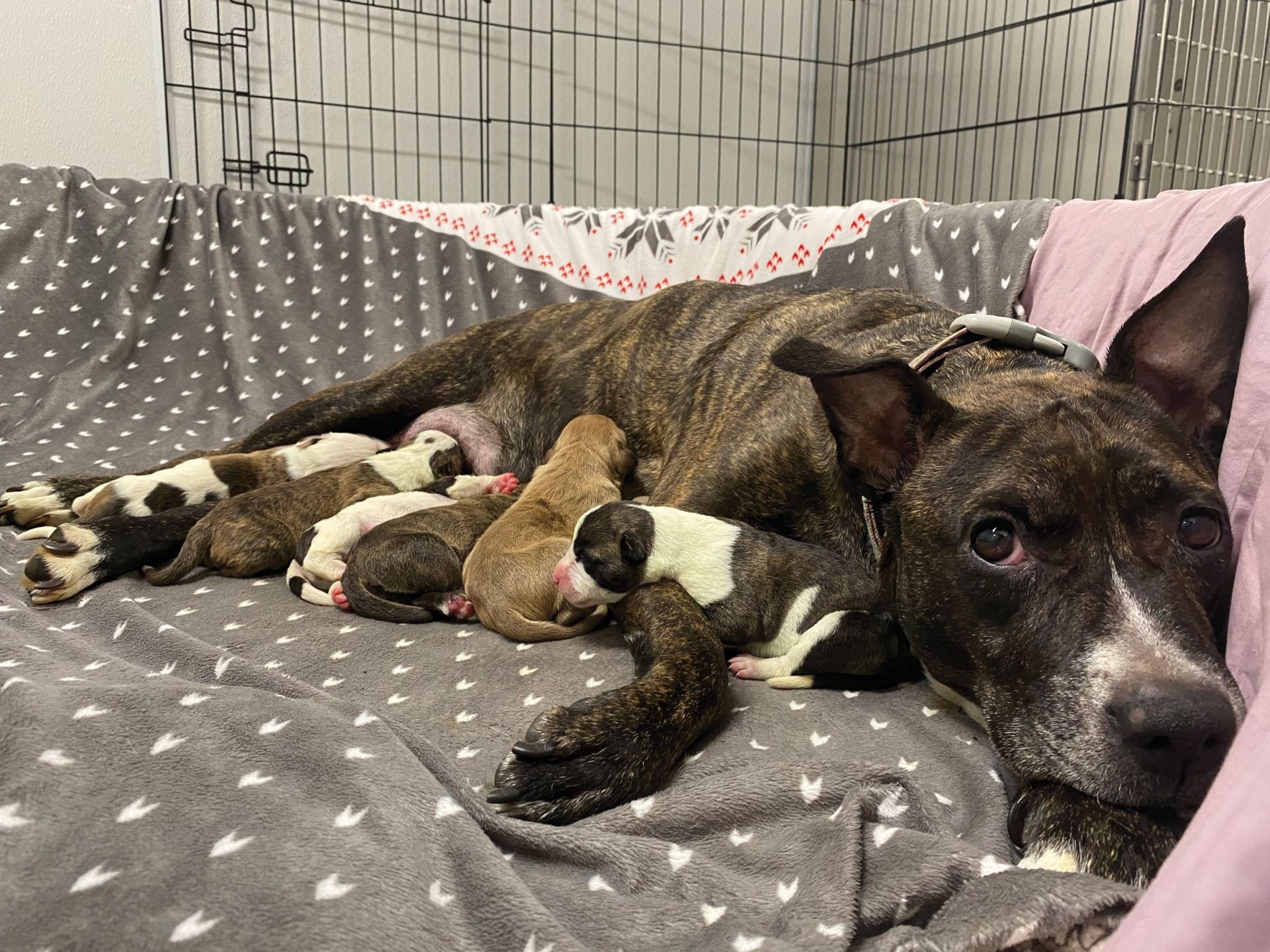 Ottawa Humane Society