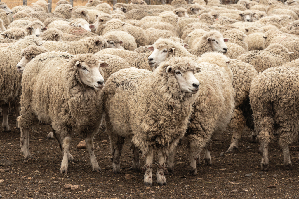 Obasan’s organic wool comes from Corriedale sheep, hand-shorn using time-honoured, animal-friendly methods.