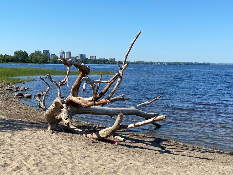 Driftwood on Westboro Beach contrasts with condo towers in the distance. Photo by Laura Byrne Paquet.